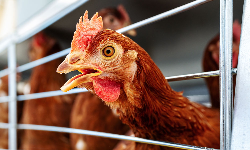 Hempseed Meal: A Game-Changer for Poultry Feed